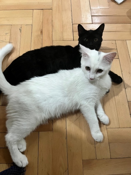 British Longhair, Kedi  Beyaz fotoğrafı