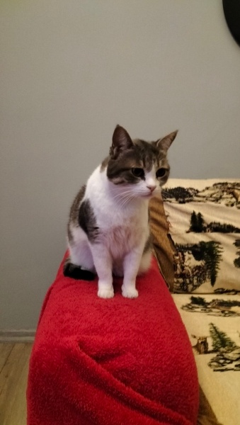 Tekir Kedi, Kedi  Doja fotoğrafı