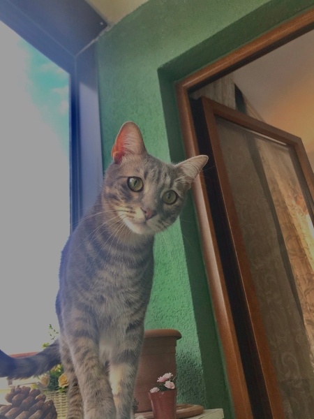 Tekir Kedi, Kedi  Patron fotoğrafı