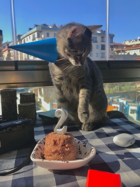 Tekir Kedi, Kedi  Patron fotoğrafı