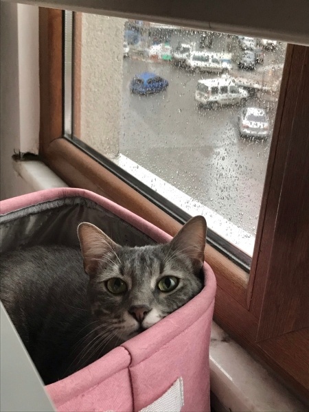 Tekir Kedi, Kedi  Patron fotoğrafı