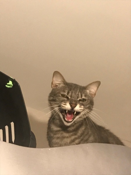 Tekir Kedi, Kedi  Patron fotoğrafı