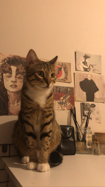 Tekir Kedi, Kedi  Lokum fotoğrafı