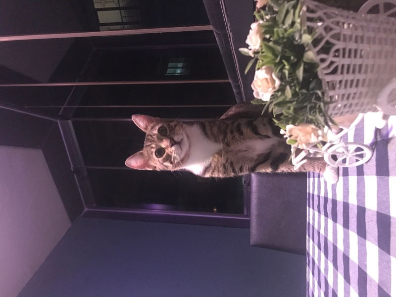 Tekir Kedi, Kedi  Lokum fotoğrafı