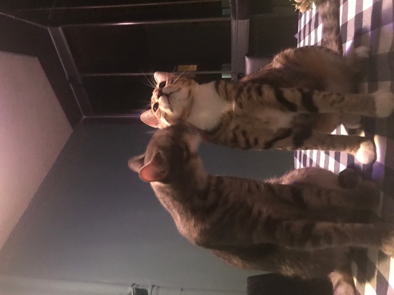 Tekir Kedi, Kedi  Lokum fotoğrafı