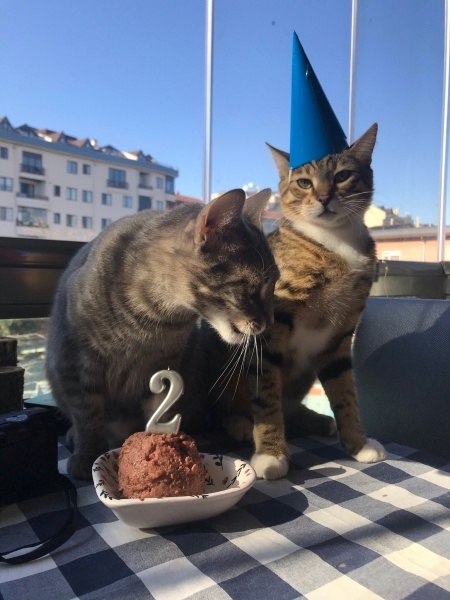 Tekir Kedi, Kedi  Lokum fotoğrafı