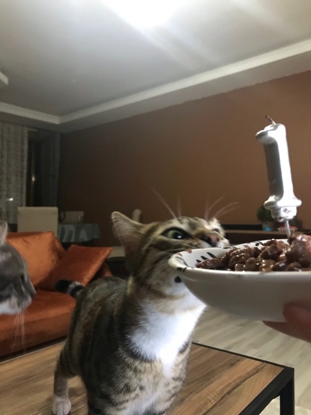 Tekir Kedi, Kedi  Lokum fotoğrafı