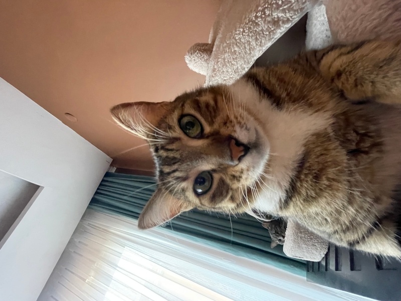 Tekir Kedi, Kedi  Lokum fotoğrafı