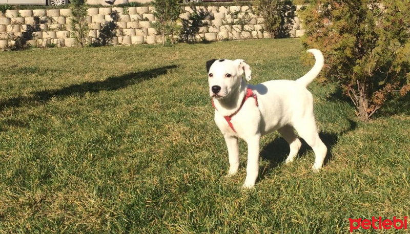 Amerikan Staffordshire Terrier, Köpek  Marii fotoğrafı