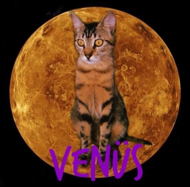 Tekir Kedi, Kedi  Venüs fotoğrafı