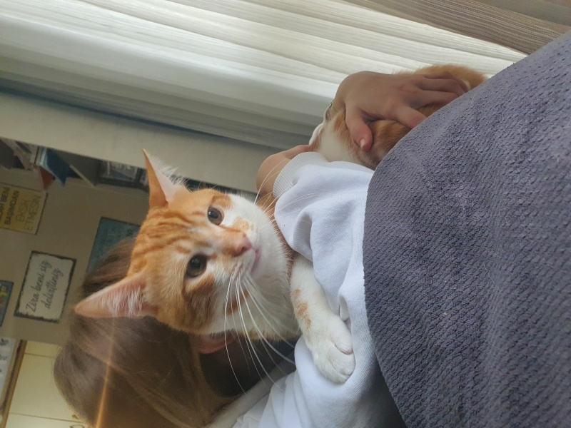 Sarman, Kedi  Bitlis fotoğrafı