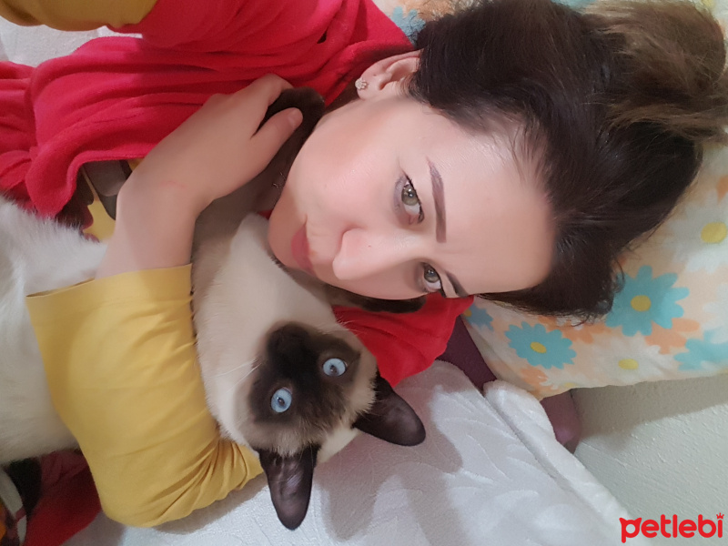 Siyam Kedisi, Kedi  boncuk fotoğrafı
