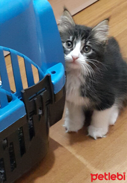 Norwegian Forest, Kedi  Obama fotoğrafı