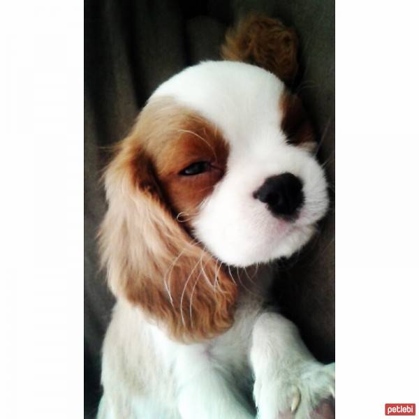 Cavalier King Charles Spanieli, Köpek  Romeo fotoğrafı