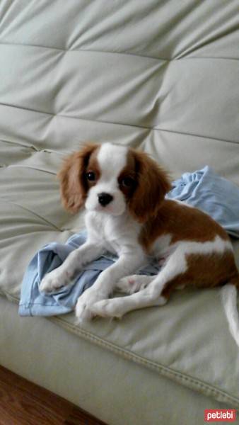 Cavalier King Charles Spanieli, Köpek  Romeo fotoğrafı