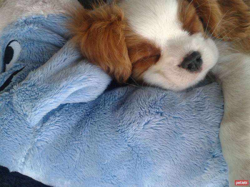 Cavalier King Charles Spanieli, Köpek  Romeo fotoğrafı