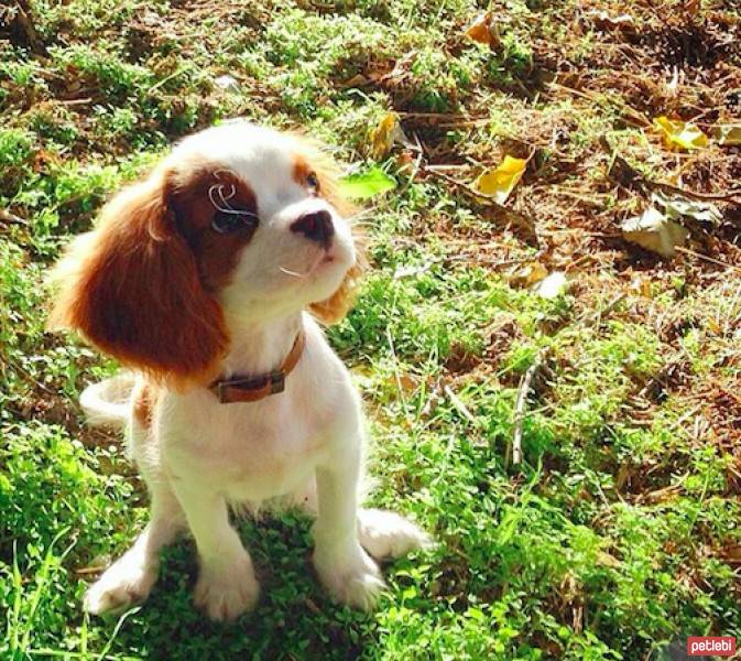 Cavalier King Charles Spanieli, Köpek  Romeo fotoğrafı