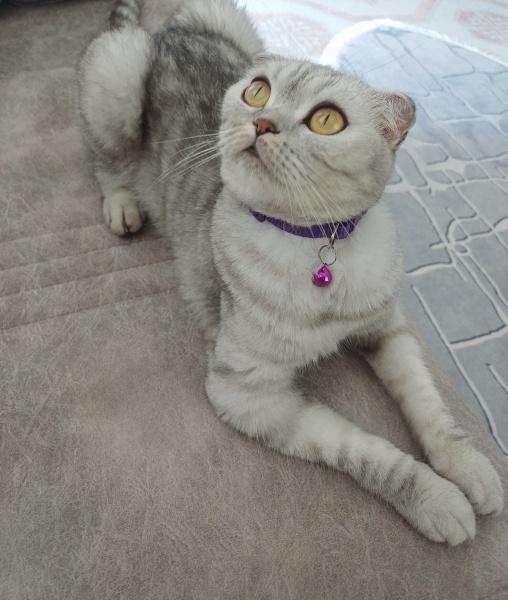 Scottish Fold, Kedi  Elizabeth fotoğrafı
