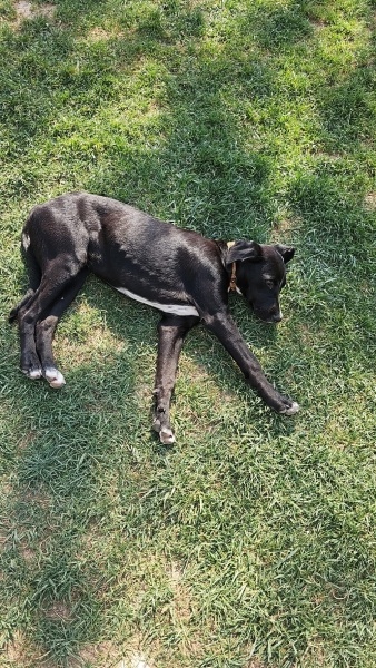 Labrador Retriever, Köpek  Zeytin fotoğrafı