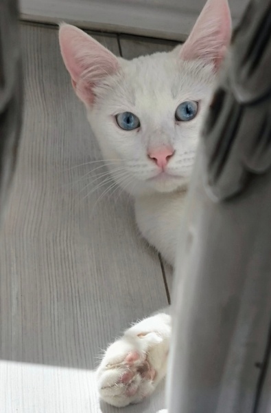 Van Kedisi, Kedi  Çakır Efe fotoğrafı