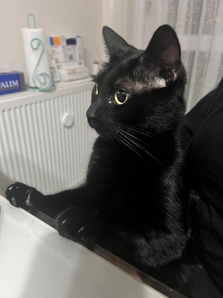 Bombay, Kedi  Kömür Gece fotoğrafı