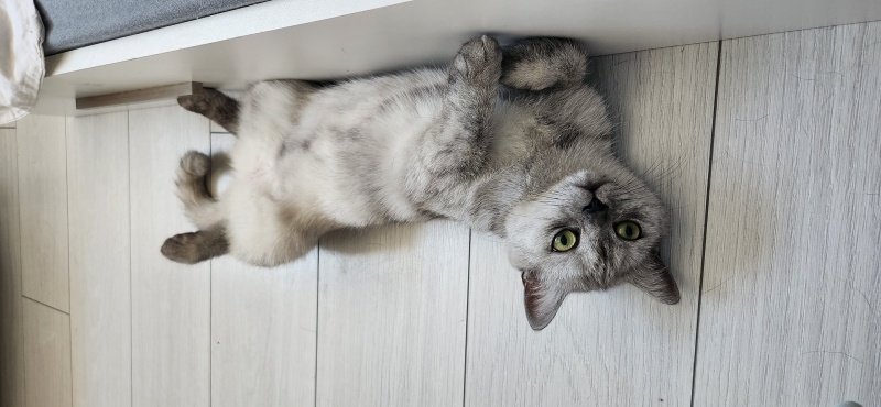 British Shorthair, Kedi  Latte Minik fotoğrafı