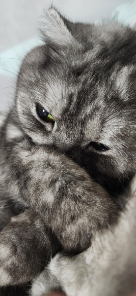Scottish Fold, Kedi  Boncuk Kumpir fotoğrafı