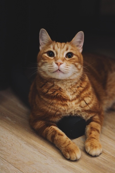 Sarman, Kedi  Portakal fotoğrafı