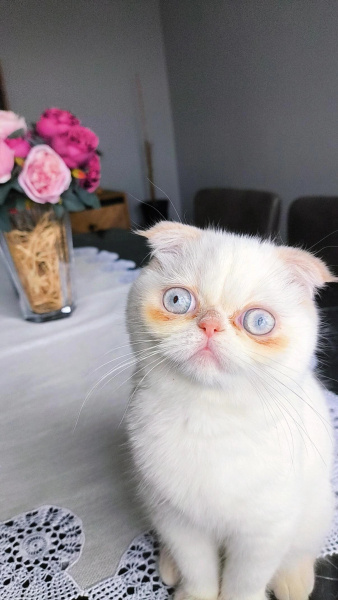 Exotic Shorthair, Kedi  Pamuk fotoğrafı