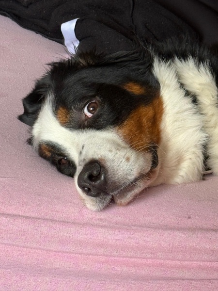 Bernese Dağ Köpeği, Köpek  Kral fotoğrafı