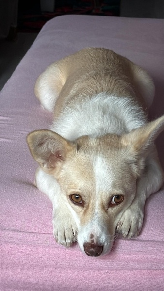 Jack Russell Terrier, Köpek  Balım fotoğrafı
