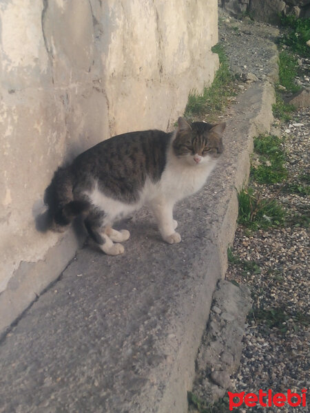 Tekir Kedi, Kedi  tostos fotoğrafı