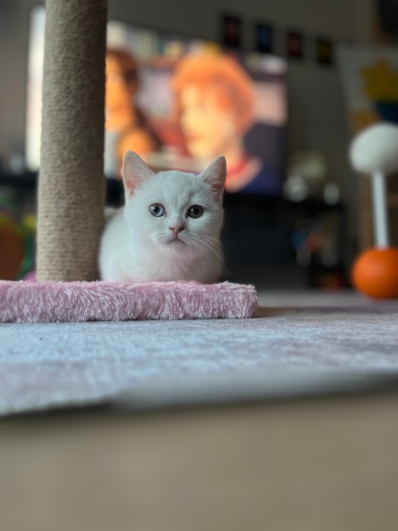 Ankara Kedisi, Kedi  Luna fotoğrafı