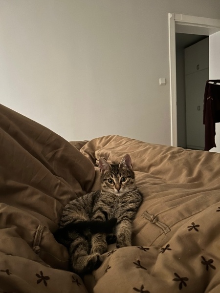 Tekir Kedi, Kedi  miyu fotoğrafı