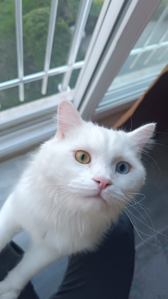 Ankara Kedisi, Kedi  İva fotoğrafı