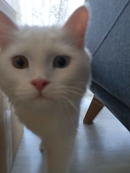 Ankara Kedisi, Kedi  İva fotoğrafı