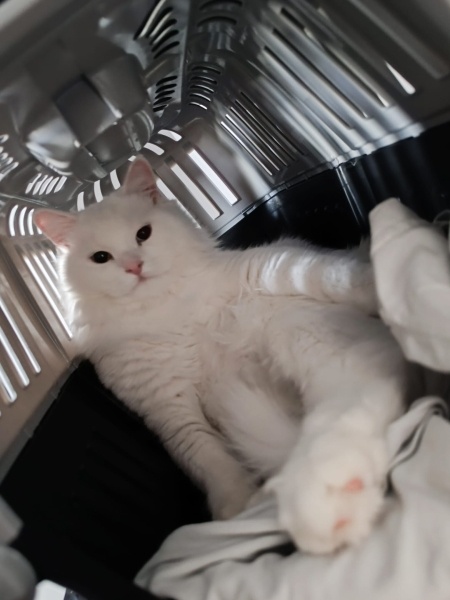 Ankara Kedisi, Kedi  İva fotoğrafı