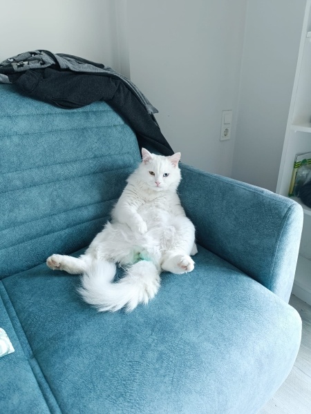 Ankara Kedisi, Kedi  İva fotoğrafı