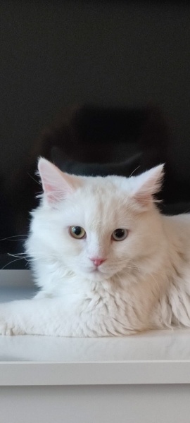 Ankara Kedisi, Kedi  İva fotoğrafı