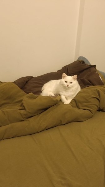 Ankara Kedisi, Kedi  İva fotoğrafı