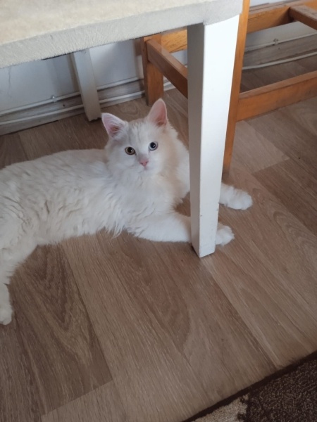 Ankara Kedisi, Kedi  İva fotoğrafı