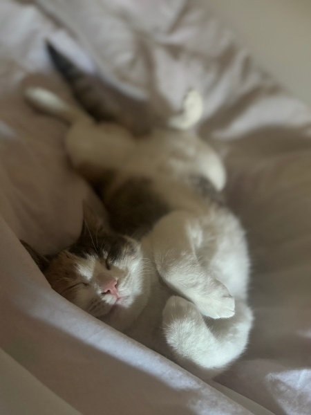 Tekir Kedi, Kedi  Lily fotoğrafı