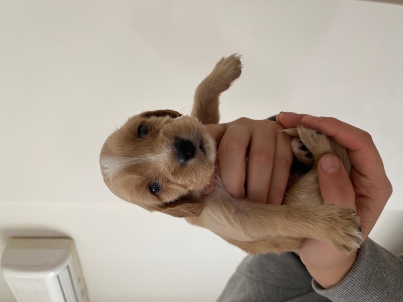 İngiliz Cocker Spaniel, Köpek  Ponçik fotoğrafı