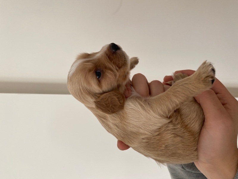 İngiliz Cocker Spaniel, Köpek  Ponçik fotoğrafı