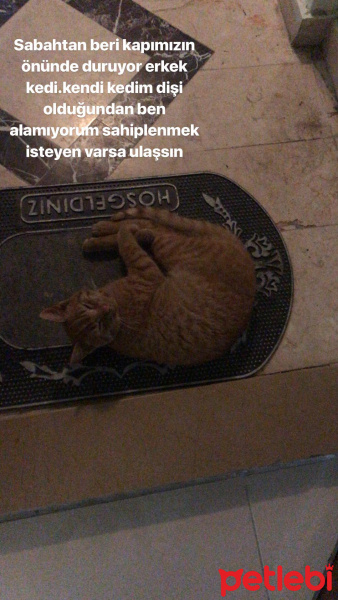 Tekir Kedi, Kedi  Gofret  fotoğrafı