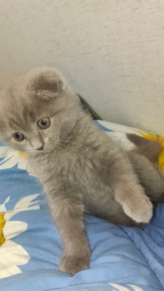 Scottish Fold, Kedi  Neo fotoğrafı