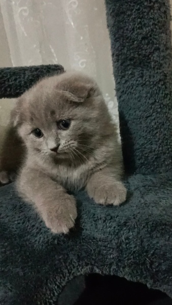 Scottish Fold, Kedi  Neo fotoğrafı