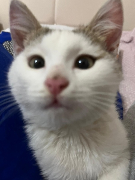 Tekir Kedi, Kedi  Badem Mantar Bombo fotoğrafı