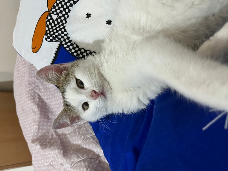 Tekir Kedi, Kedi  Badem Mantar Bombo fotoğrafı