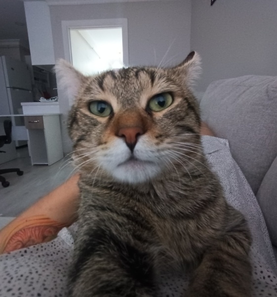 Tekir Kedi, Kedi  Chipotle fotoğrafı